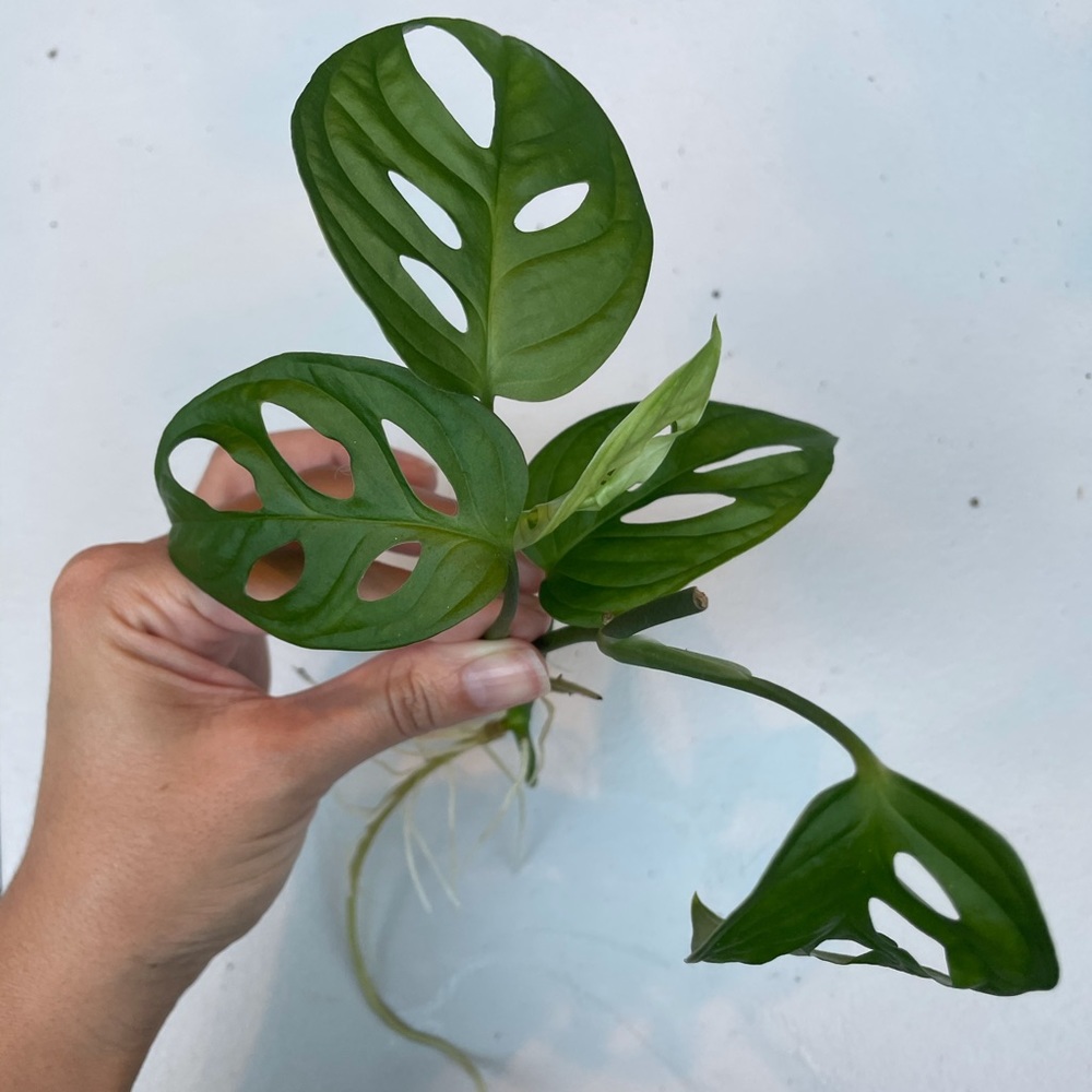 Monstera adansonii rooted